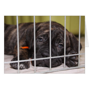 Les Chiots Sont Mignons