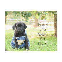 Les chiots sur carte postale sont le meilleur remè