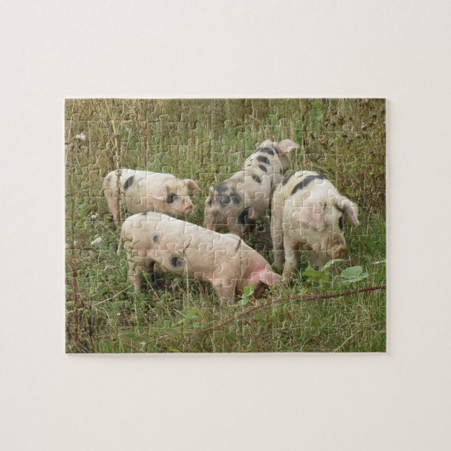 Les cochons dans un puzzle de terrain (Horizontal)