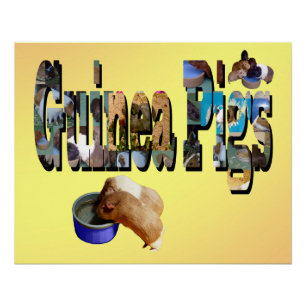 Les Cochons De Guinée Est Le Mot, Poster