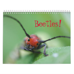 Les coléoptères ! Calendrier