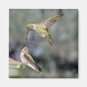 Les colibris au aimant de vol d'alimentation