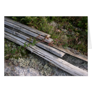 Les côtes rejetées de la marmite de homard, qui re