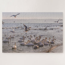 Les cygnes dans le puzzle de la mer Noire