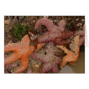 Les étoiles de mer/étoiles de mer dans le canon