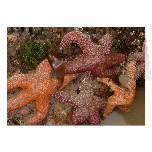 Les étoiles de mer/étoiles de mer dans le canon (Devant horizontal)