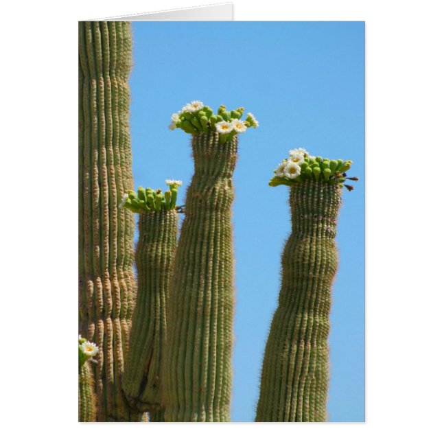 Les fleurs de cactus du Saguaro (Devant)