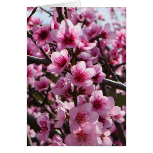Les fleurs du printemps