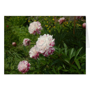 Les Jolies Demoiselles