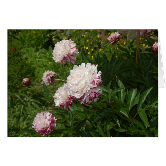 Les Jolies Demoiselles (Vorderseite (Horizontal))