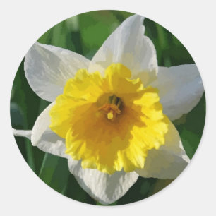 Les jonquilles symbolisent le renouveau - Sticker