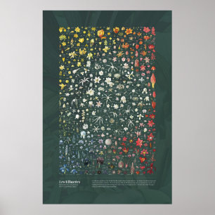 Les Liliacées von Redouté Poster