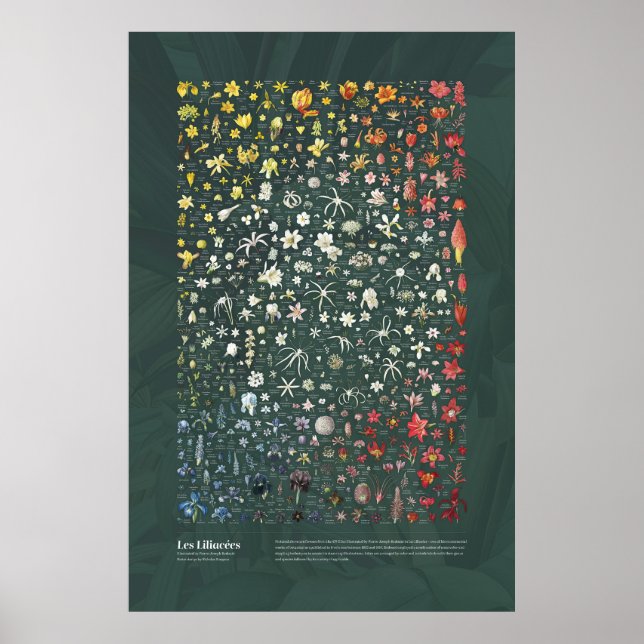 Les Liliacées von Redouté Poster (Vorne)