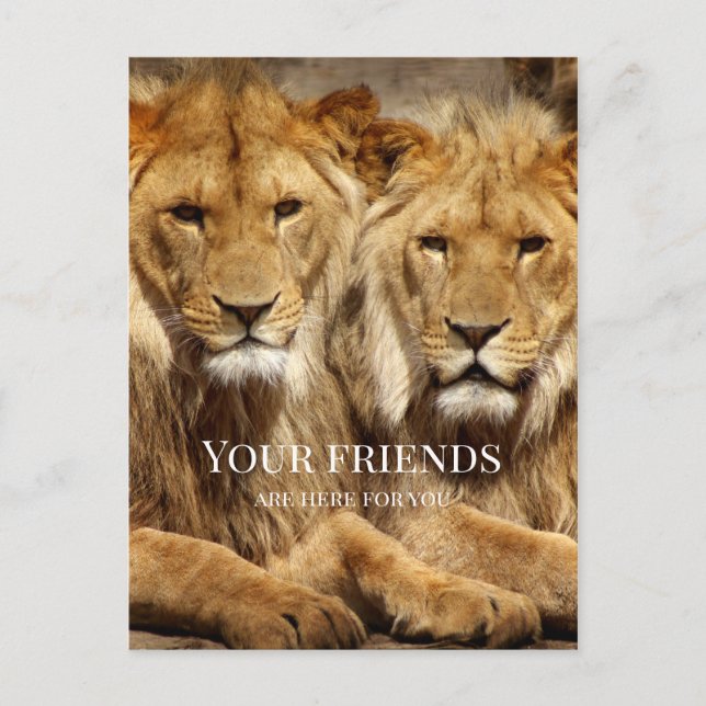 Les Lions De L'Amitié Se Bien Bientôt Carte Postal (Devant)