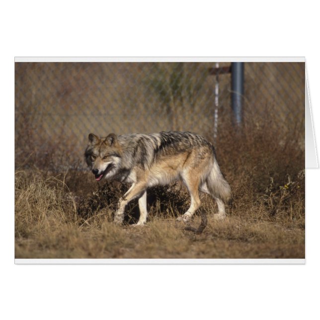 LES LOUPS (Devant horizontal)