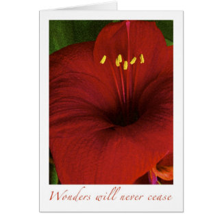 Les merveilles ne cesseront jamais