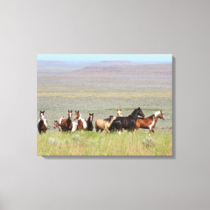 Les mustangs de WildWest ont enveloppé la toile