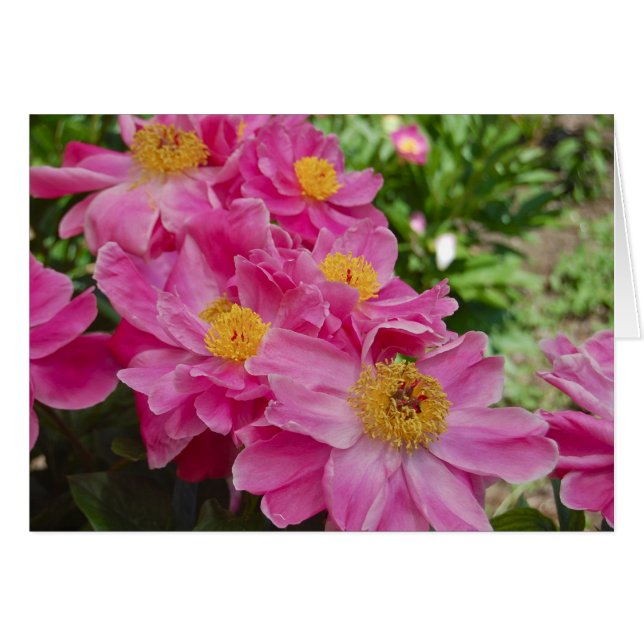 Les Nereids (Devant horizontal)