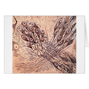 Les neurones 1 de Cajal