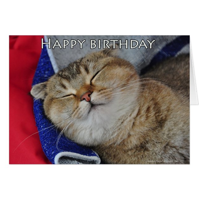 Les nouilles du Scottish Fold Cat dorment (Devant horizontal)