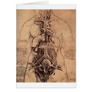 Les organes de principe et vasculaire et