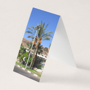 Les palmiers égyptiens