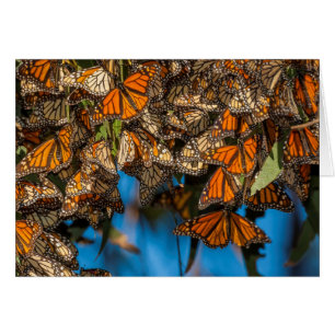 Les papillons monarques migrateurs s'accrochent au