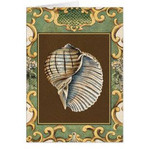 Les petites coquilles de sirène