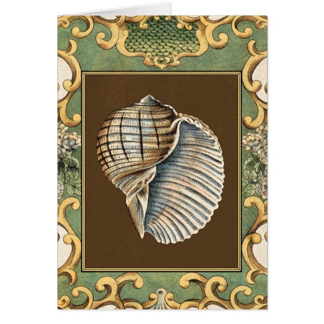 Les petites coquilles de sirène (Devant)