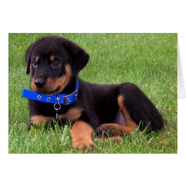 les petits de rottweiler. (Devant horizontal)