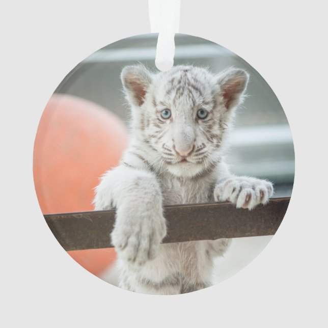 Les Petits Garçons - (dos)