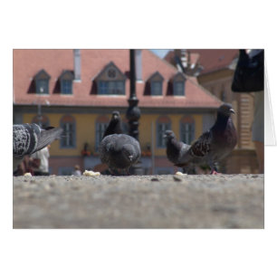 Les pigeons dans la ville
