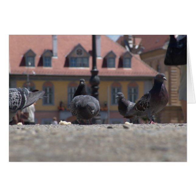Les pigeons dans la ville (Devant horizontal)