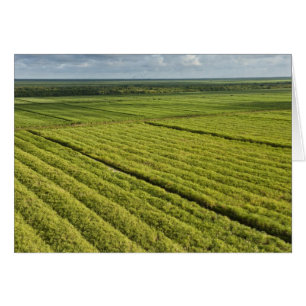 Les plantations de canne à sucre, Guyana