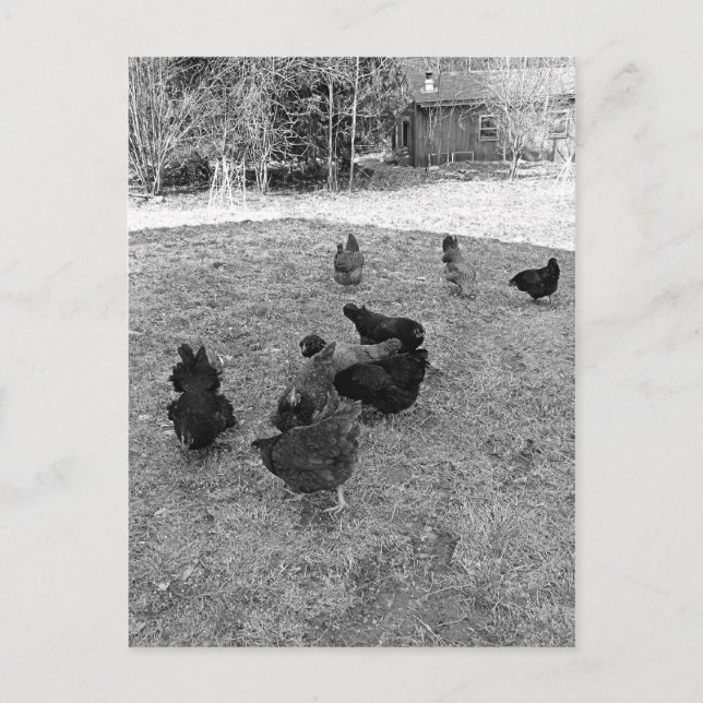 Les poules dans la Barn Yard Cartes postales (Devant)