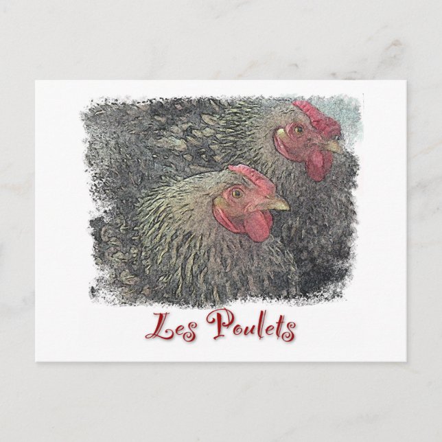 Les Poulets Postcard Postkarte (Vorderseite)