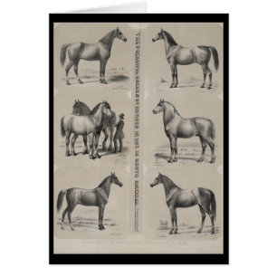 Les principales races de chevaux utilisés