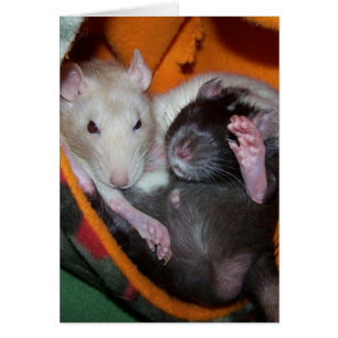Les rats sont bons pour des coussins