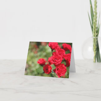 Les roses rouges se fanent dans le carte pour