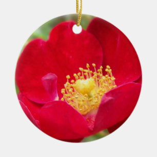 Les roses sont des ornements rouges