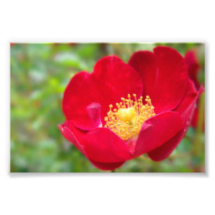 Les roses sont en rouge photo