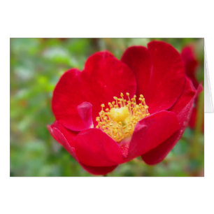 Les roses sont Red Card