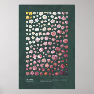Les Roses von Redouté Poster