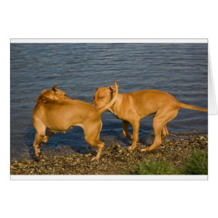 les taureaux amoureux