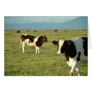 les vaches ont obtenu le fromage