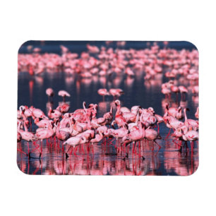Lesser Flamingos (Phoeniconaias minor), Afrika, Magnet