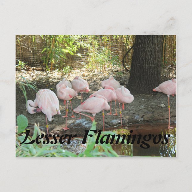 Lesser Flamingos Postkarte (Vorderseite)