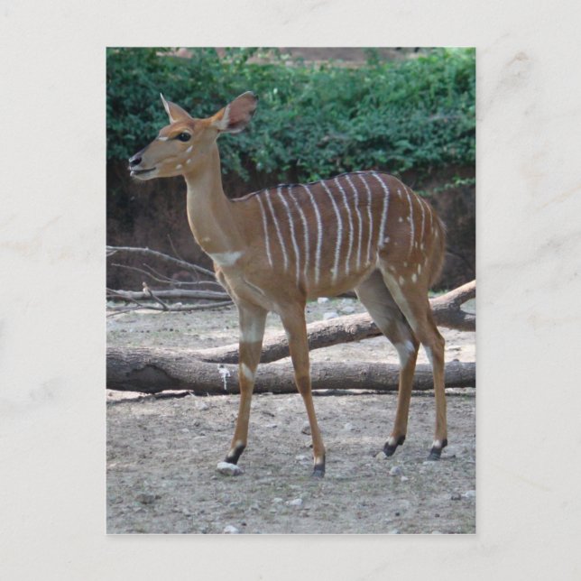 Lesser Kudu Postkarte (Vorderseite)