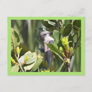 Lesser Whitethroat Postkarte