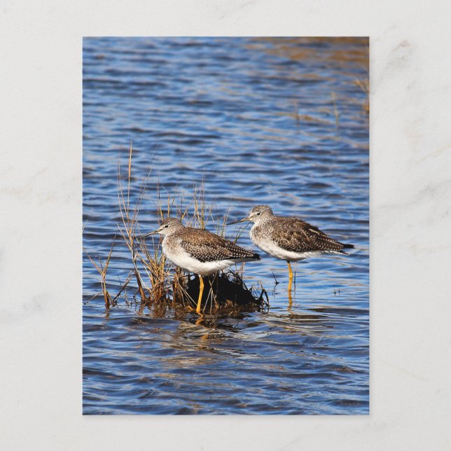 Lesser-Yellowlegs-Foto Postkarte (Vorderseite)